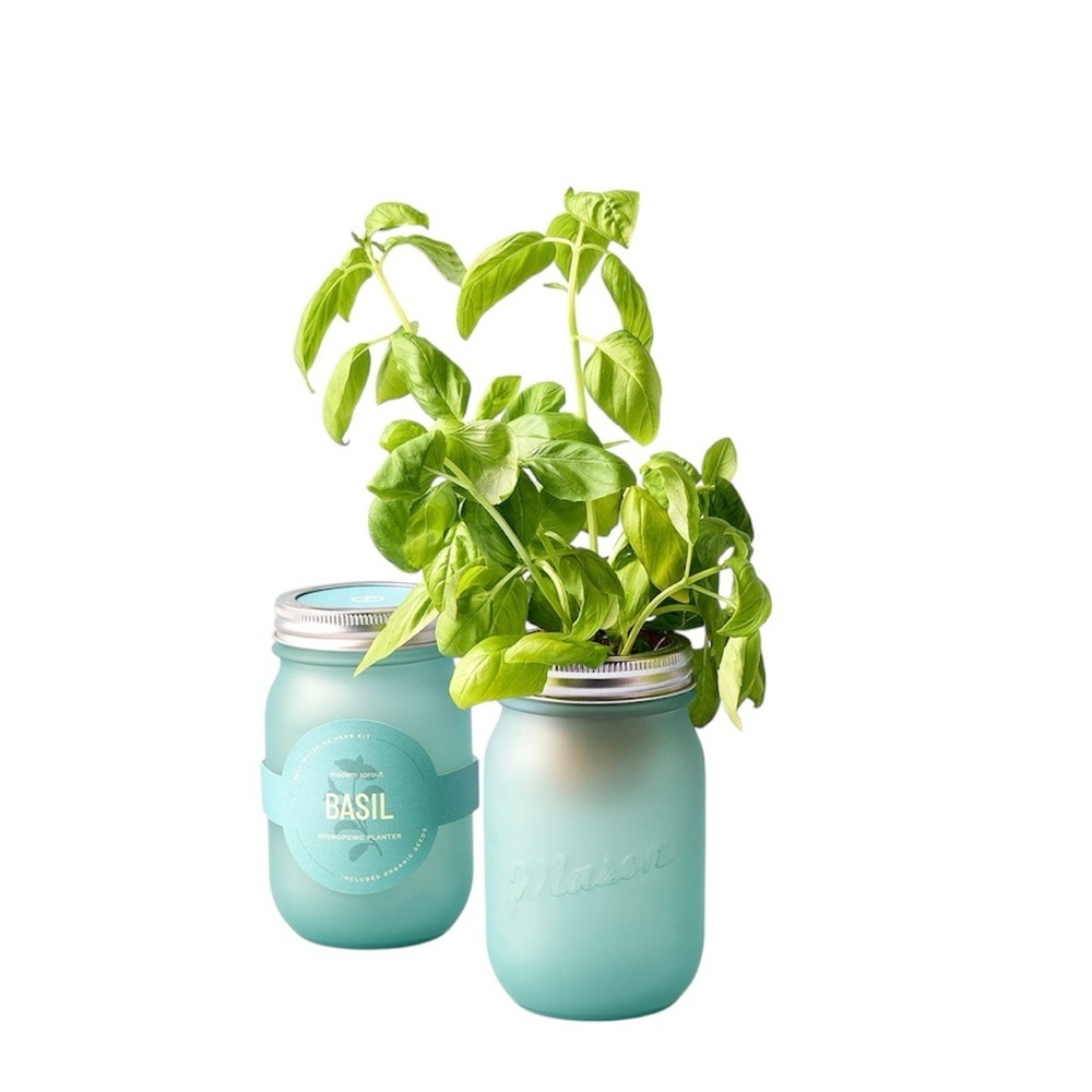 Modern Sprout Basil Hydroponic Grow Kit Dark Green Jar All in One Kit  NEW - Picture 3 of 7